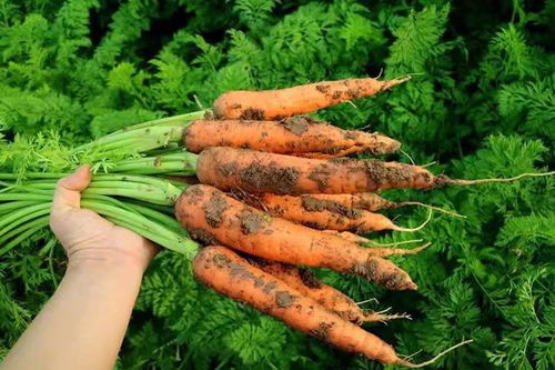 2019年現(xiàn)挖蘿卜 從農(nóng)家到餐桌的新鮮之道
